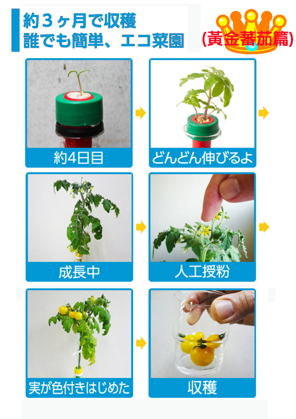 GreenToys - DIY水種植物 種子套裝 秋葵